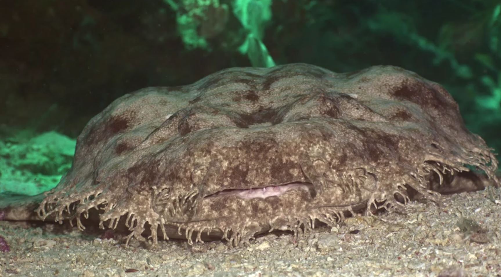 Tasselled Wobbegong